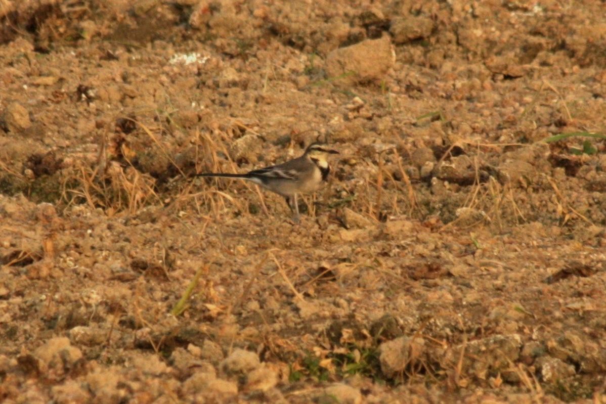 White Wagtail (ocularis) - ML492699911