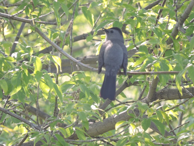 Pájaro Gato Gris - ML49270041