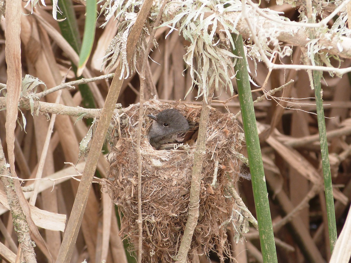 Sooty Tyrannulet - Juan Francisco Morgan