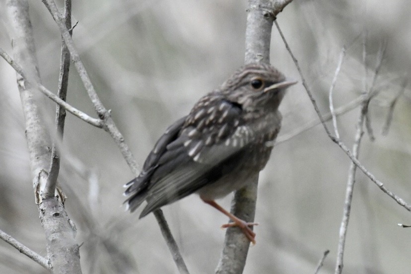 Eastern Yellow Robin - ML492701711