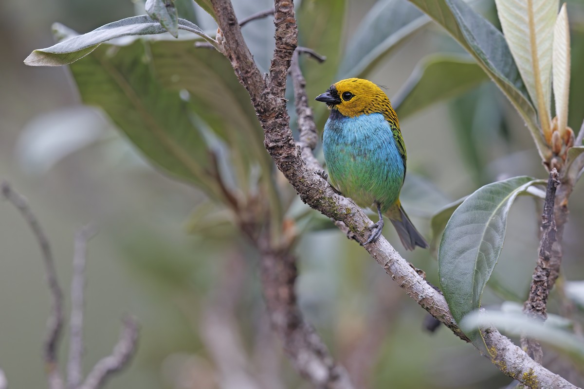 Gilt-edged Tanager - ML492701761