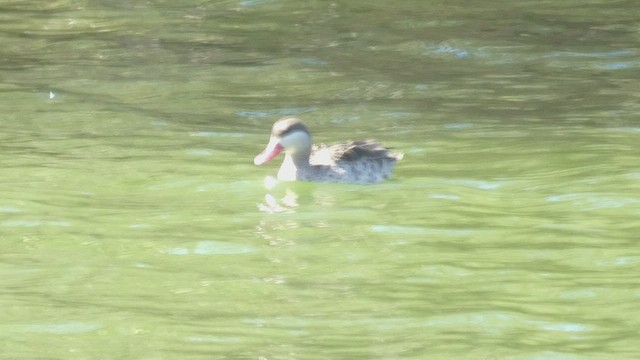 Red-billed Duck - ML492702141