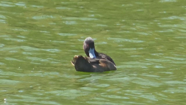 Southern Pochard - ML492702181