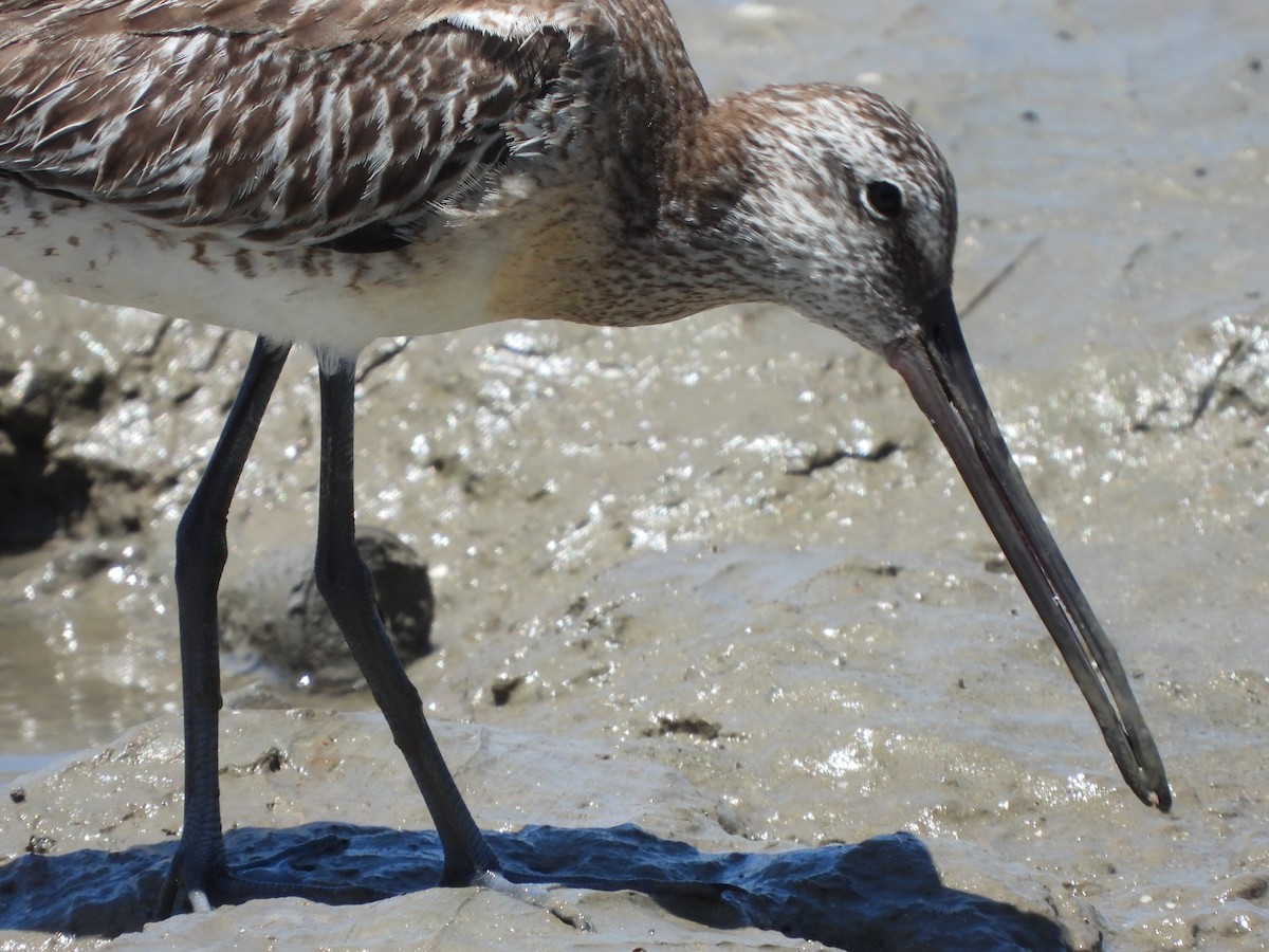 Asian Dowitcher - Adrian Walsh