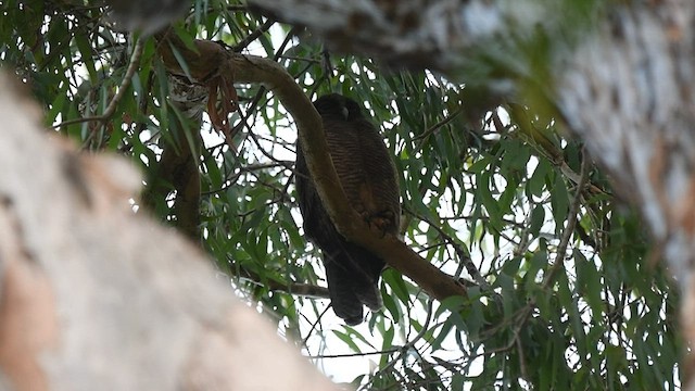 Rufous Owl - ML492702321