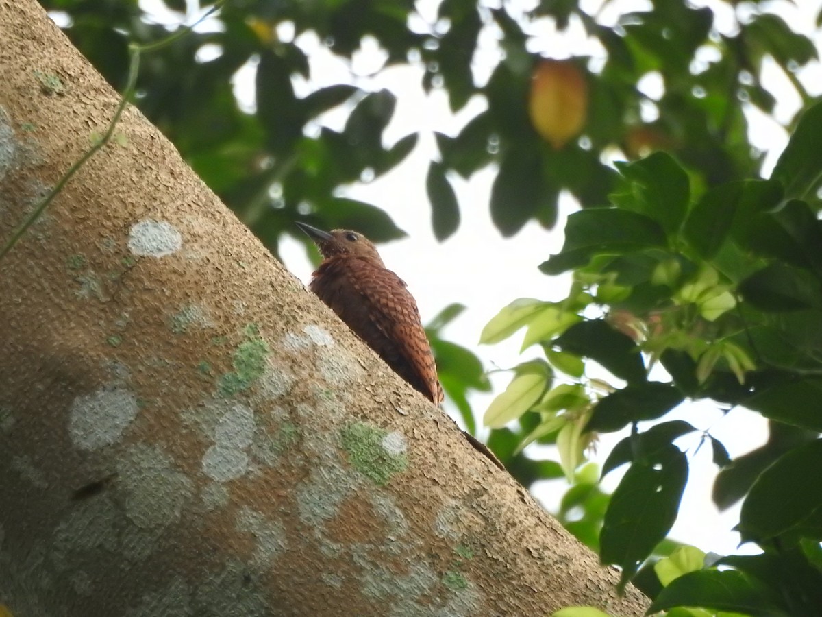 Rufous Woodpecker - ML492702391