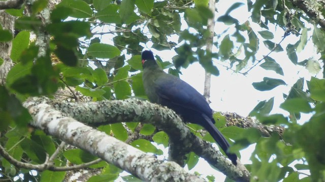 Hartlaub's Turaco - ML492702411