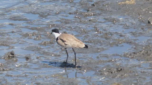 Spur-winged Lapwing - ML492702511