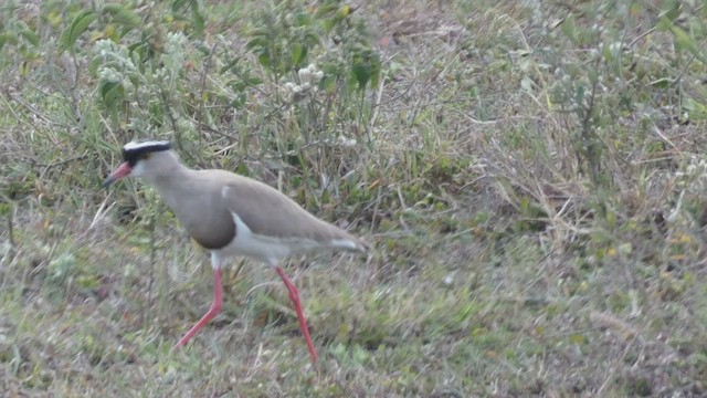 Crowned Lapwing - ML492702561