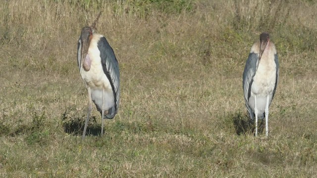 Marabou Stork - ML492702641