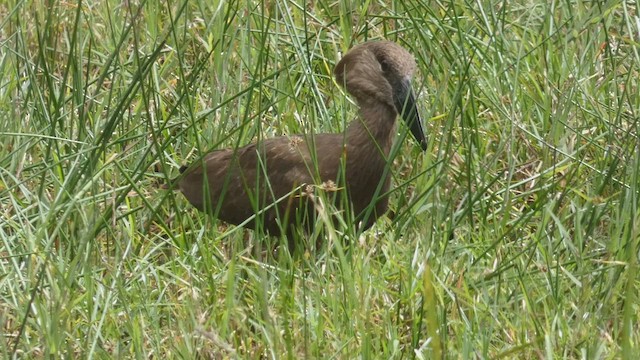 Hamerkop - ML492702671