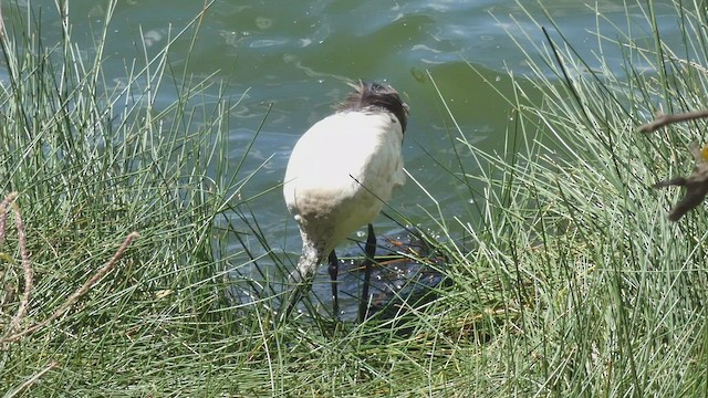 African Sacred Ibis - ML492702741