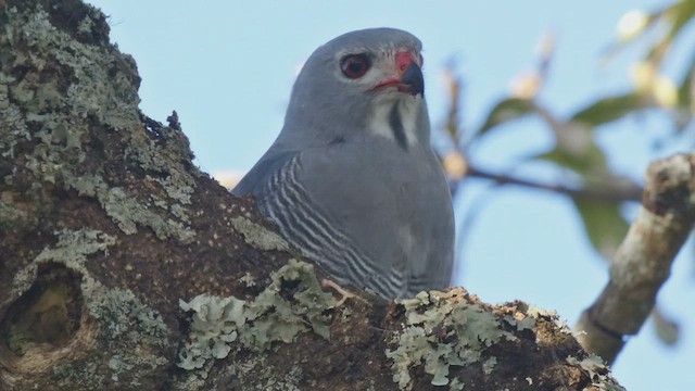 Lizard Buzzard - ML492702891