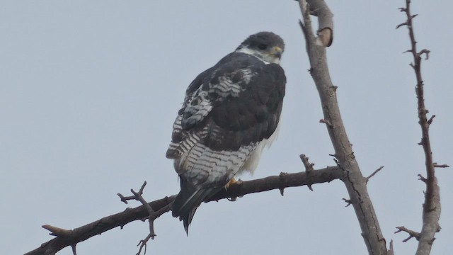 káně černohřbetá (ssp. augur) - ML492702911