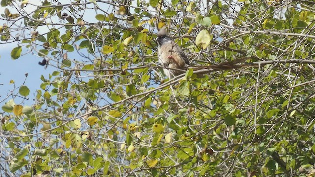 Speckled Mousebird - ML492702921