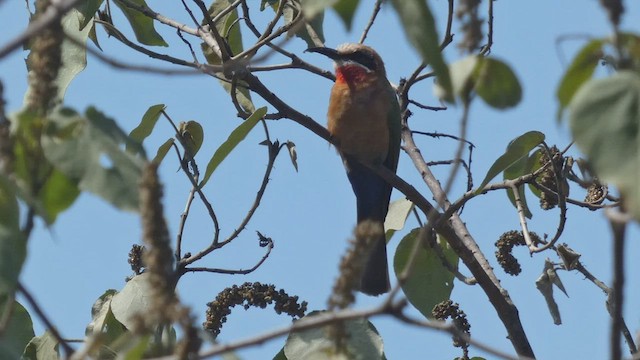 White-fronted Bee-eater - ML492703011