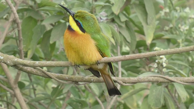 Little Bee-eater - ML492703031