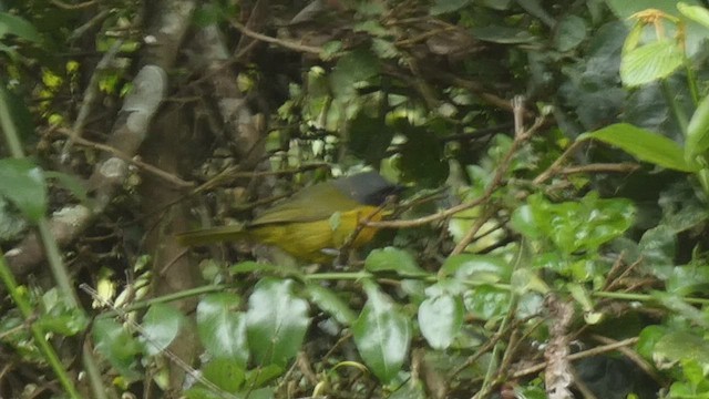 Black-fronted Bushshrike - ML492703211