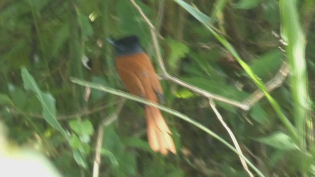 African Paradise-Flycatcher - ML492703231