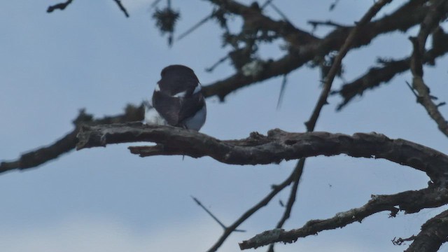 Pie-grièche à dos noir - ML492703261