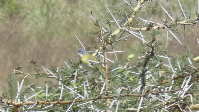 Apalis à gorge jaune - ML492703351