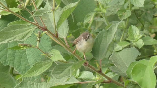 Tawny-flanked Prinia - ML492703431