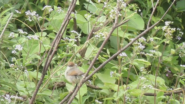 Singing Cisticola - ML492703541