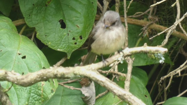 African Dusky Flycatcher - ML492703781