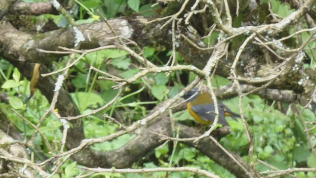 Колоратка чорногорла - ML492703931