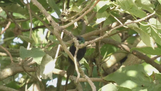 Нектарка бронзова - ML492703971