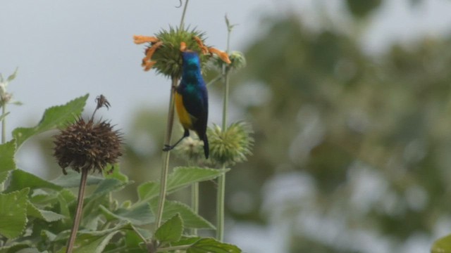 Variable Sunbird - ML492704051