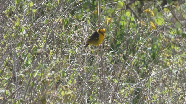 Baglafecht Weaver - ML492704121