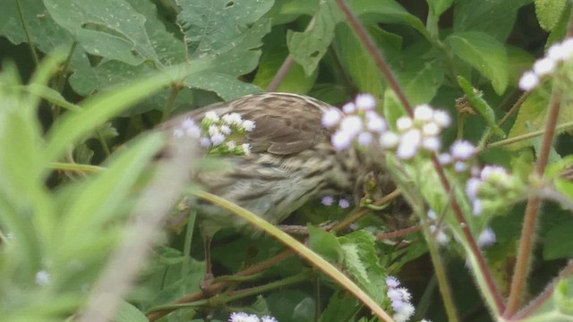 Streaky Seedeater - ML492704271