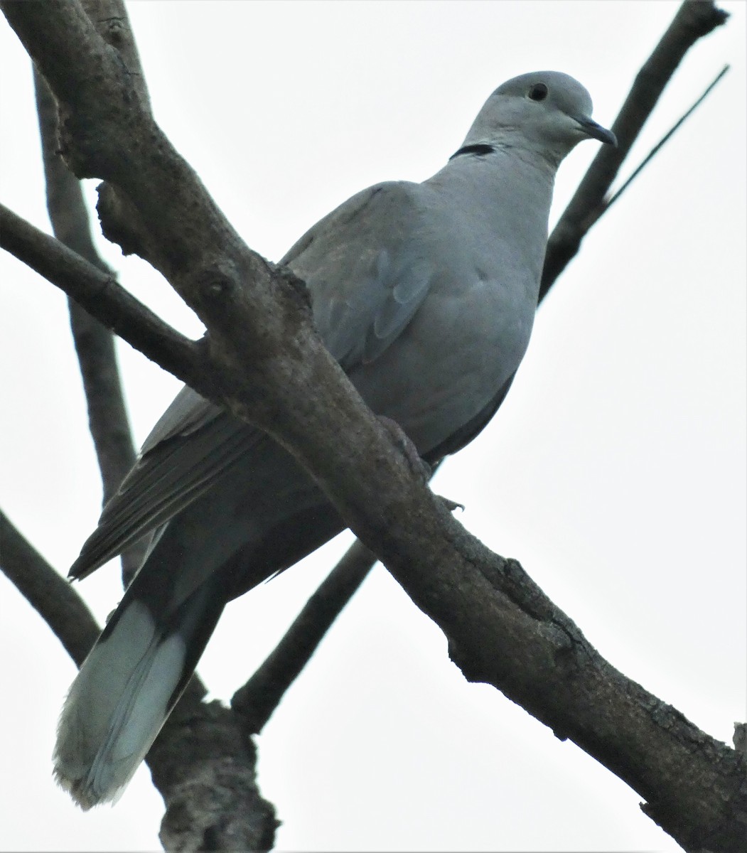 Eurasian Collared-Dove - Santharam V