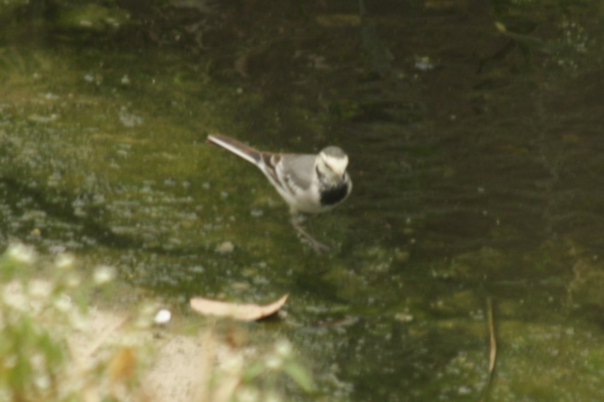 White Wagtail (ocularis) - ML492704691