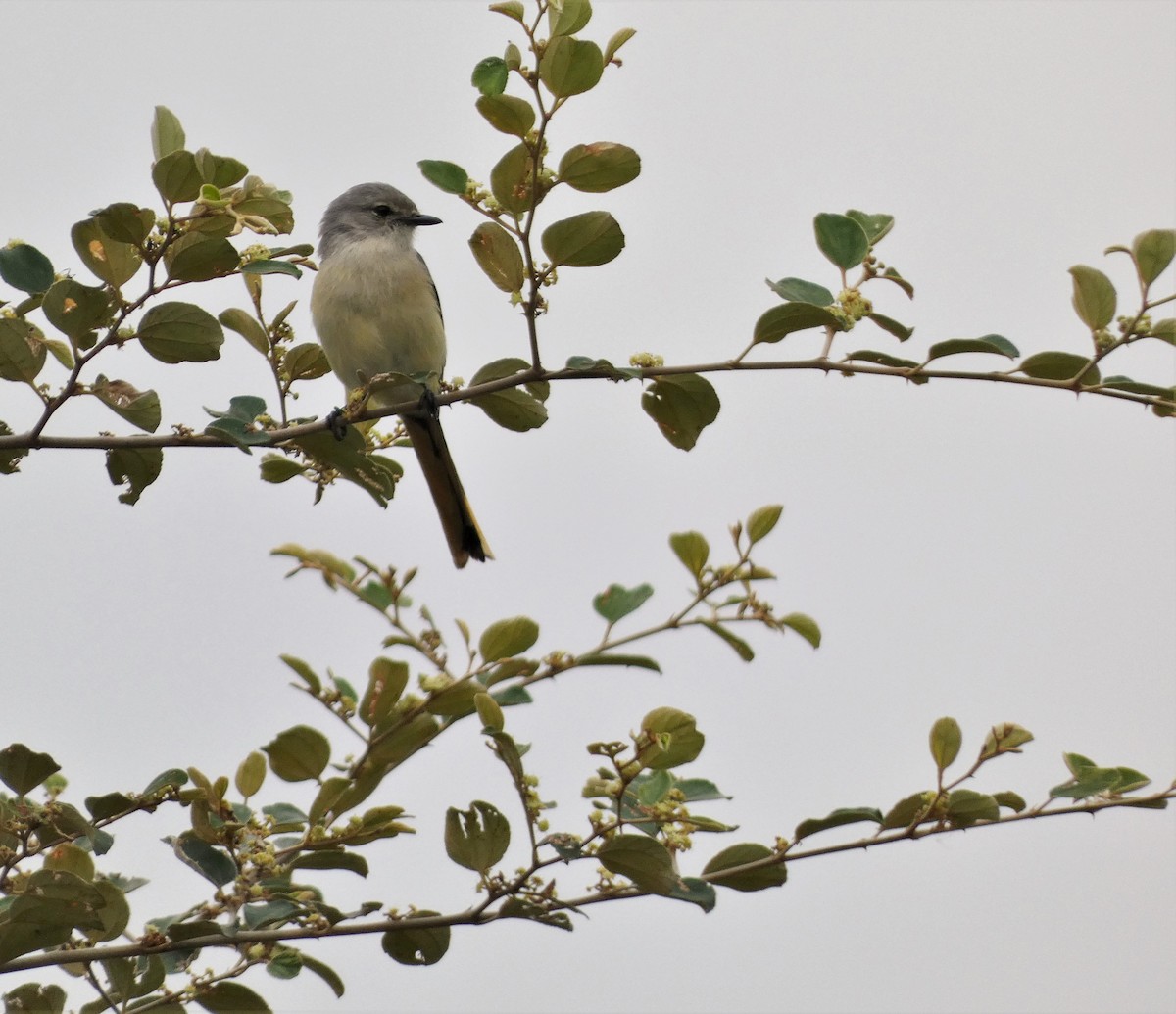 Small Minivet - ML492705051