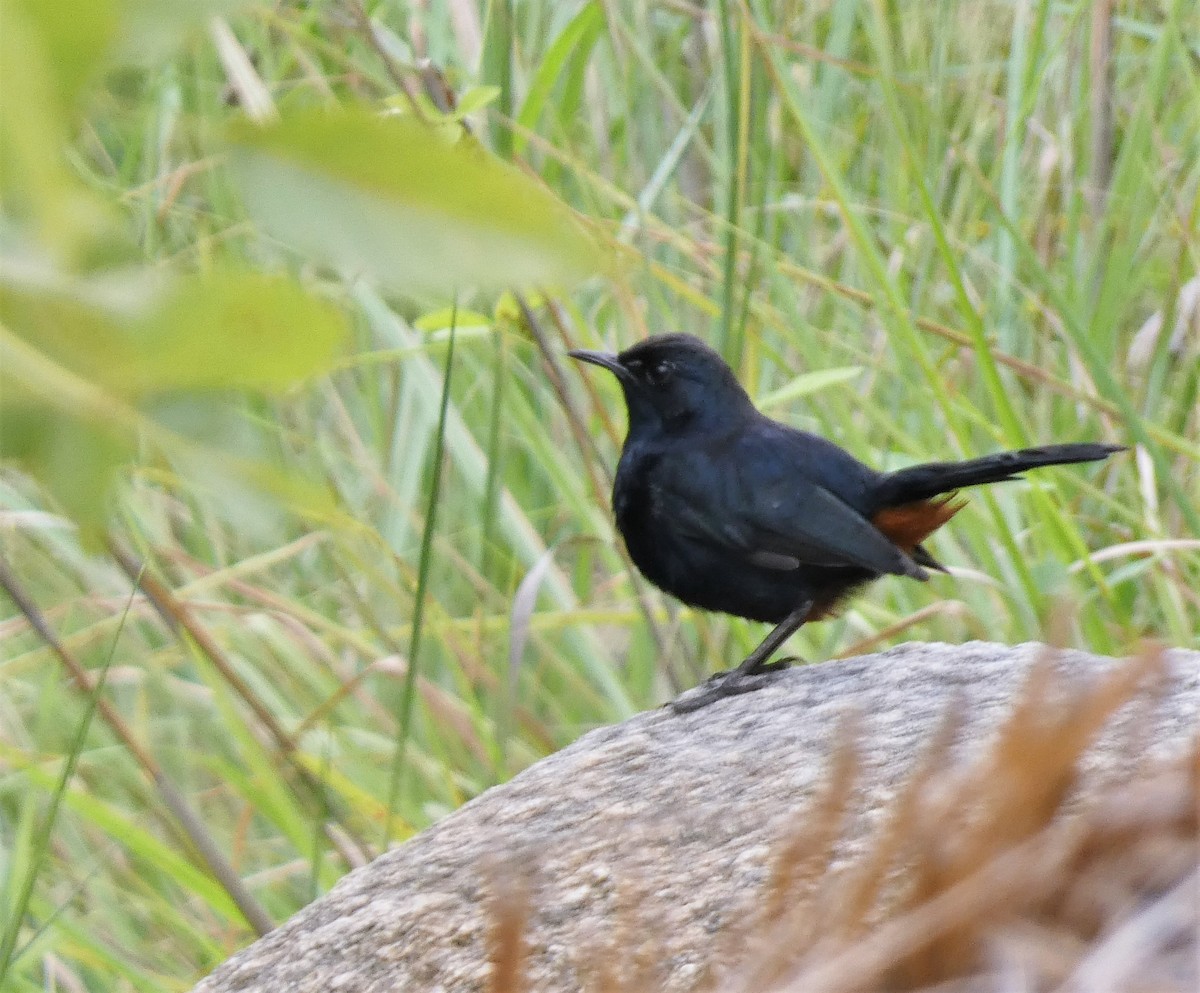 Indian Robin - ML492705241