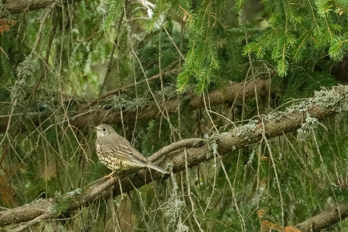 Mistle Thrush - ML492706171