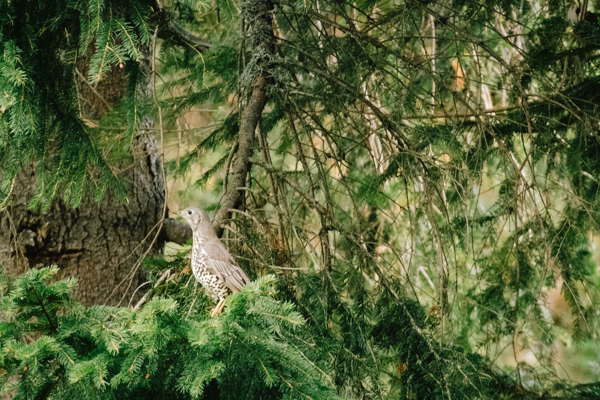 Mistle Thrush - Devin Marshall