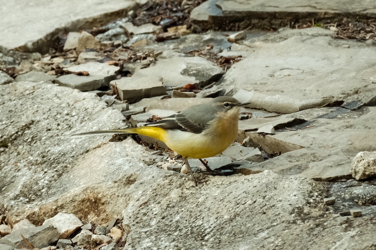 Gray Wagtail - Devin Marshall