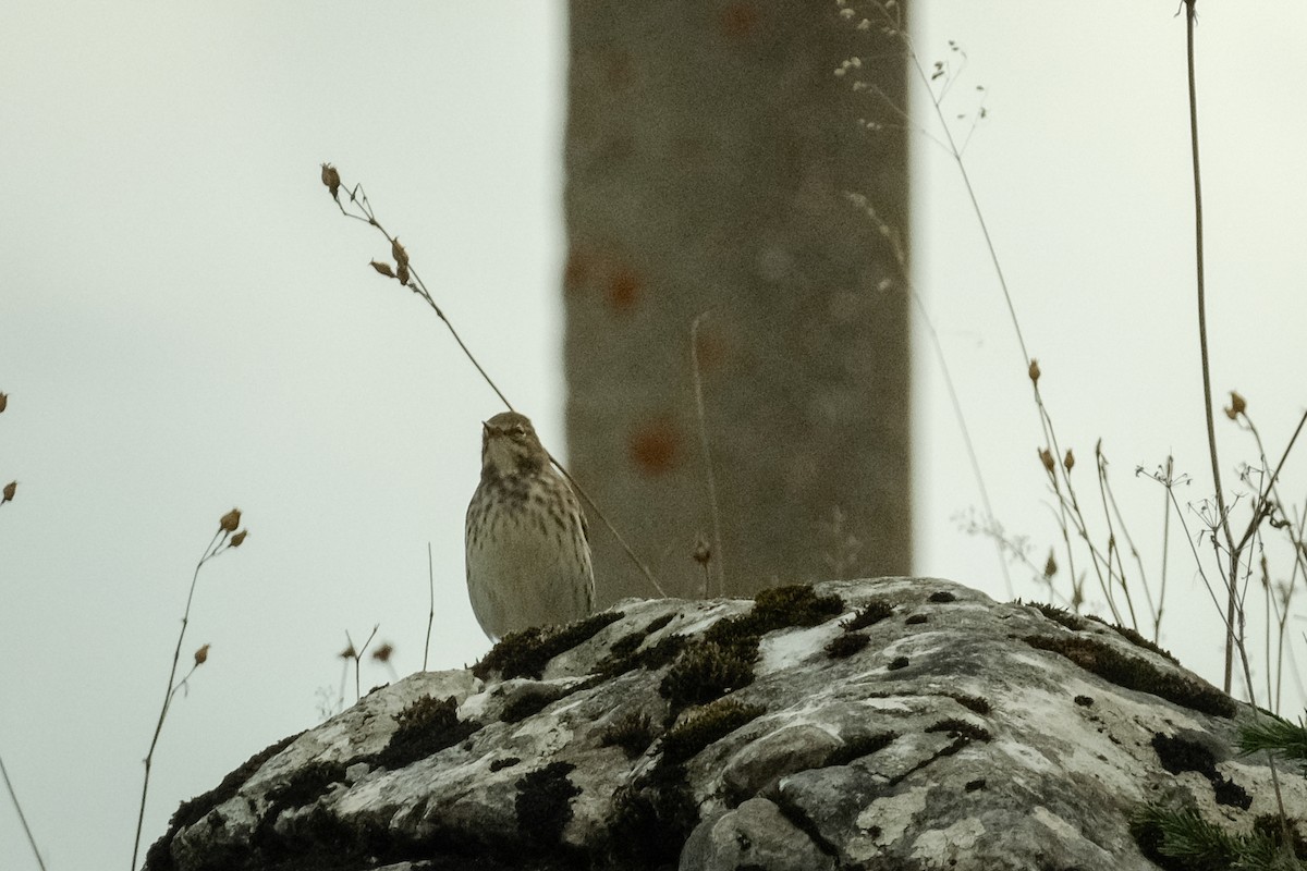 Tree Pipit - Devin Marshall