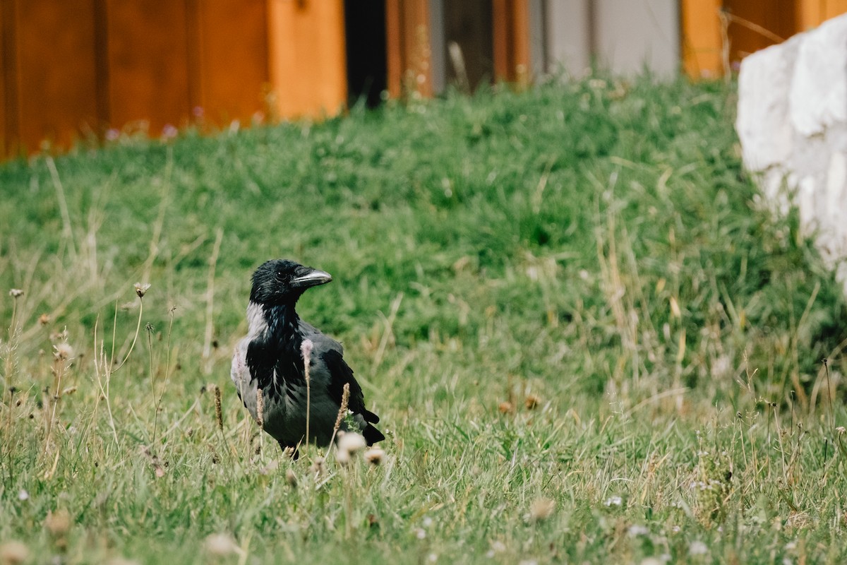 Hooded Crow - Devin Marshall