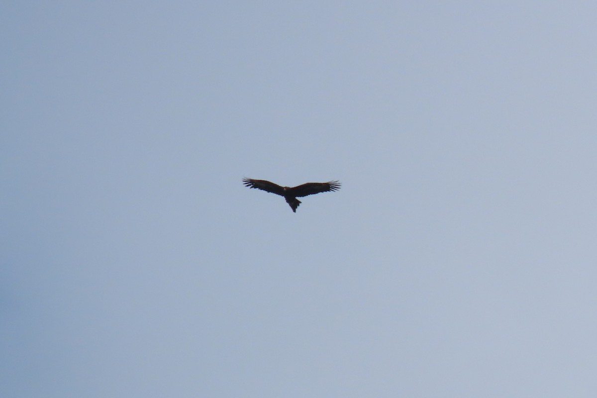 Wedge-tailed Eagle - ML492706831