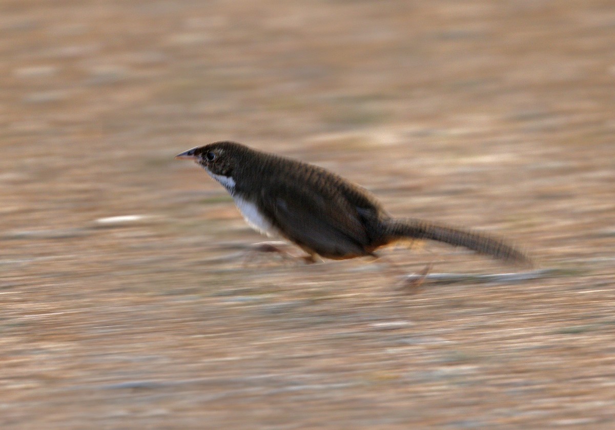 Noisy Scrub-bird - ML492707121