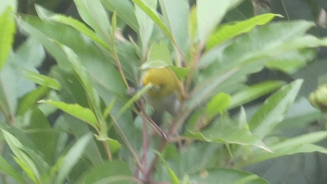 South Pare White-eye - ML492707131