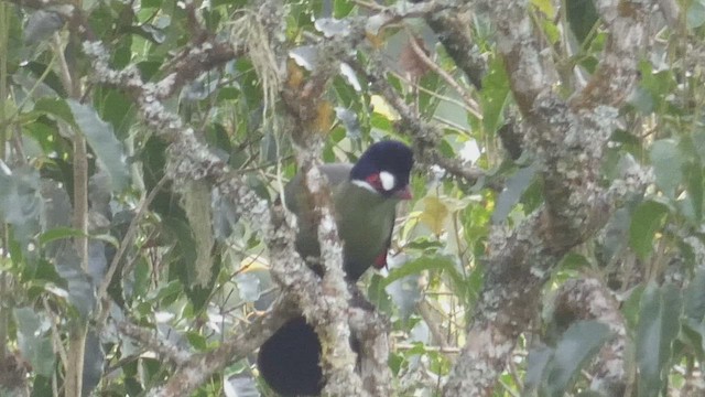 Turaco de Hartlaub - ML492707211