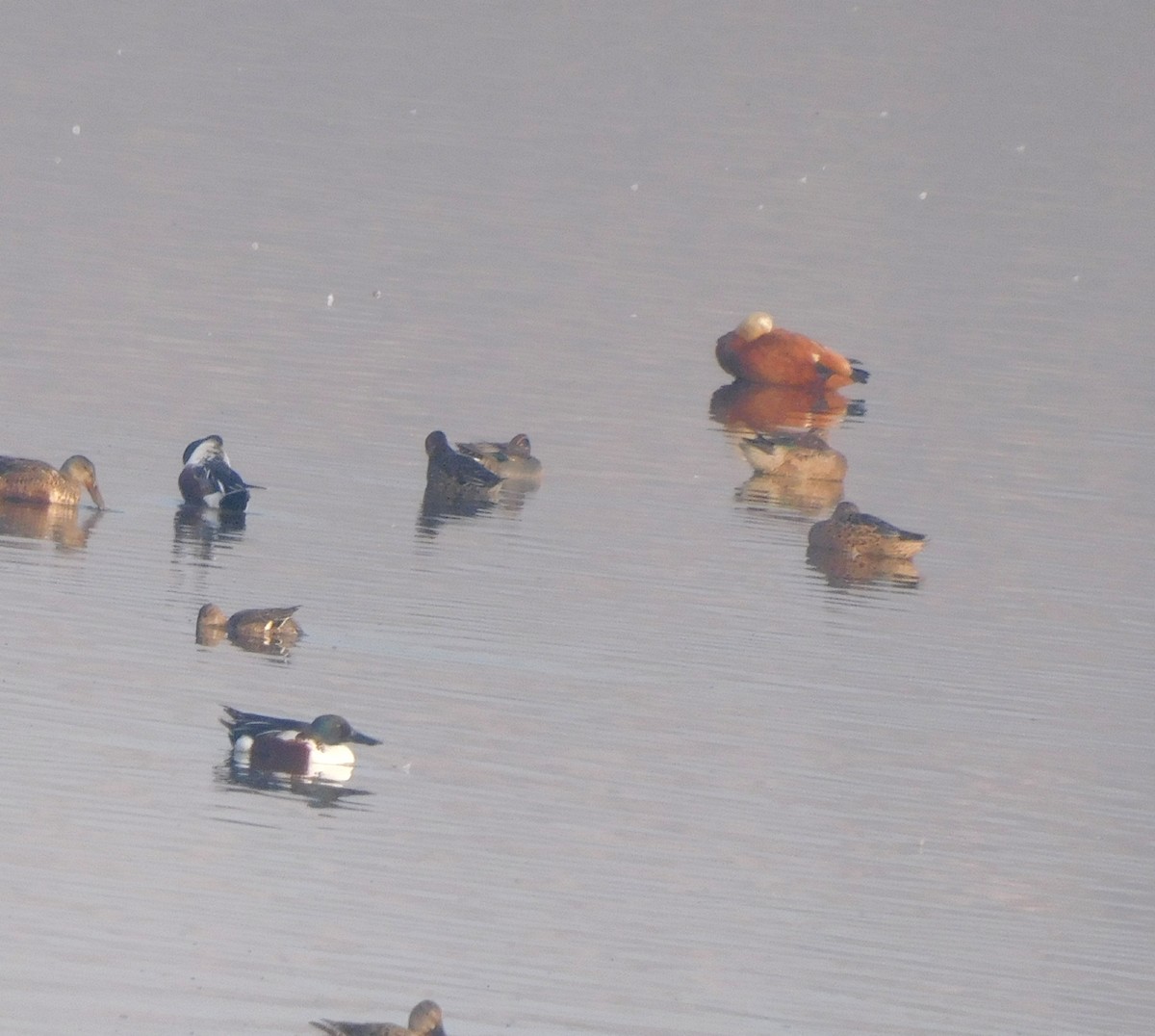 Ruddy Shelduck - ML492707541