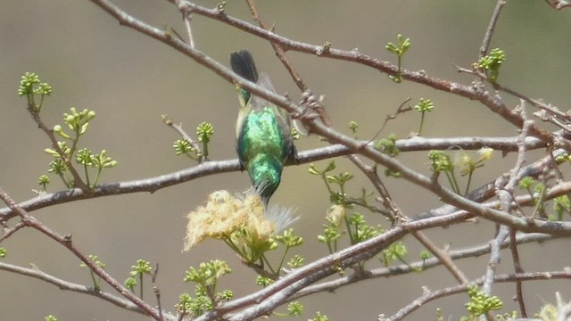 Collared Sunbird - ML492707661