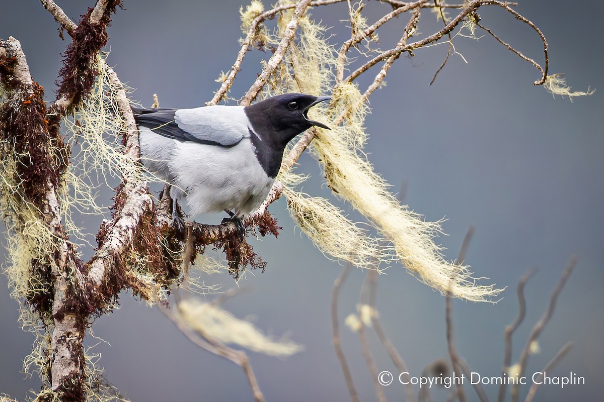 Hooded Cuckooshrike - ML492708421