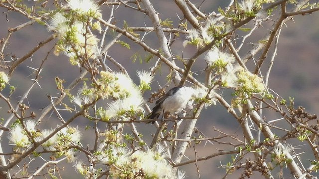 Eastern Violet-backed Sunbird - ML492708521